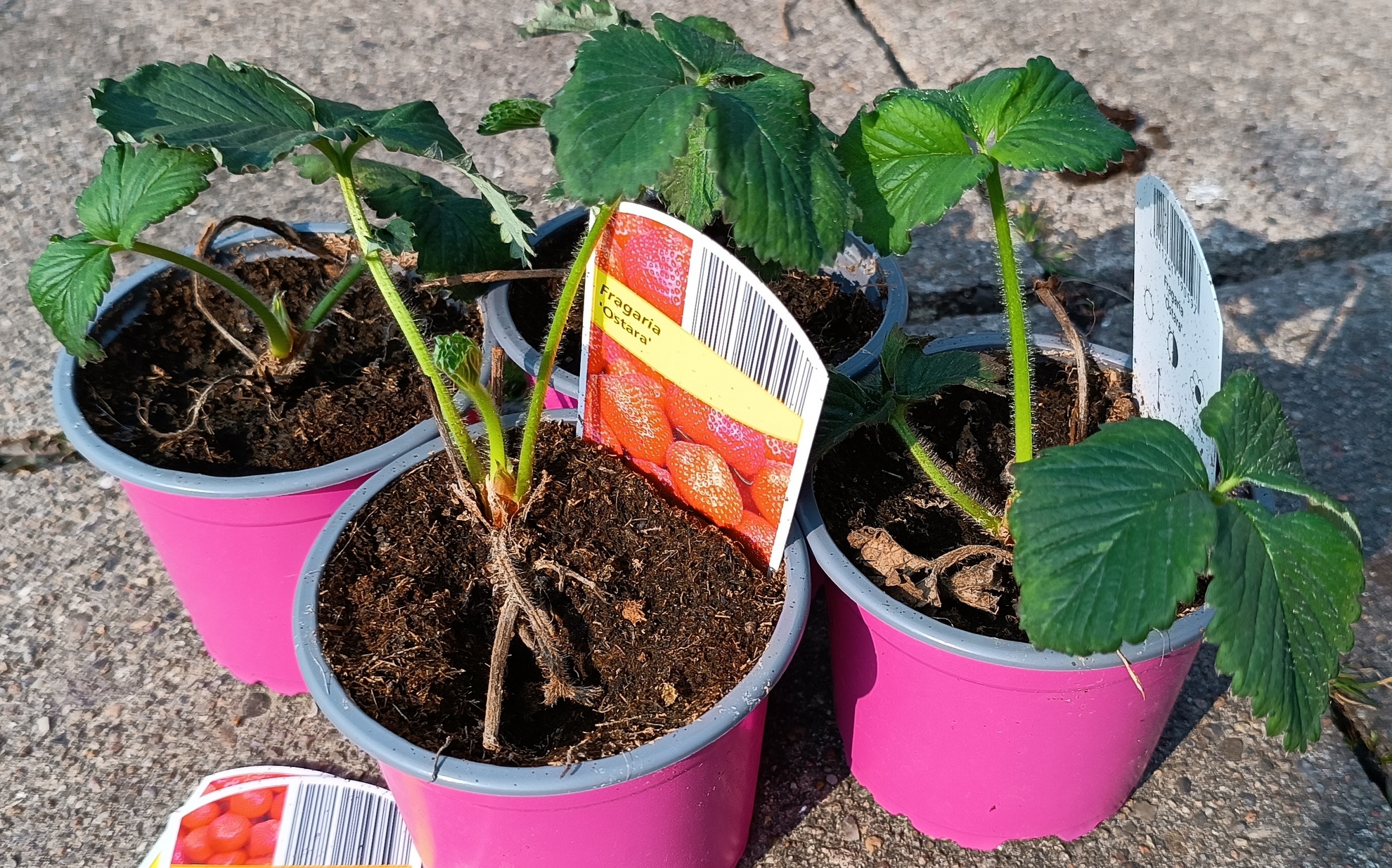 Erdbeeren pflanzen