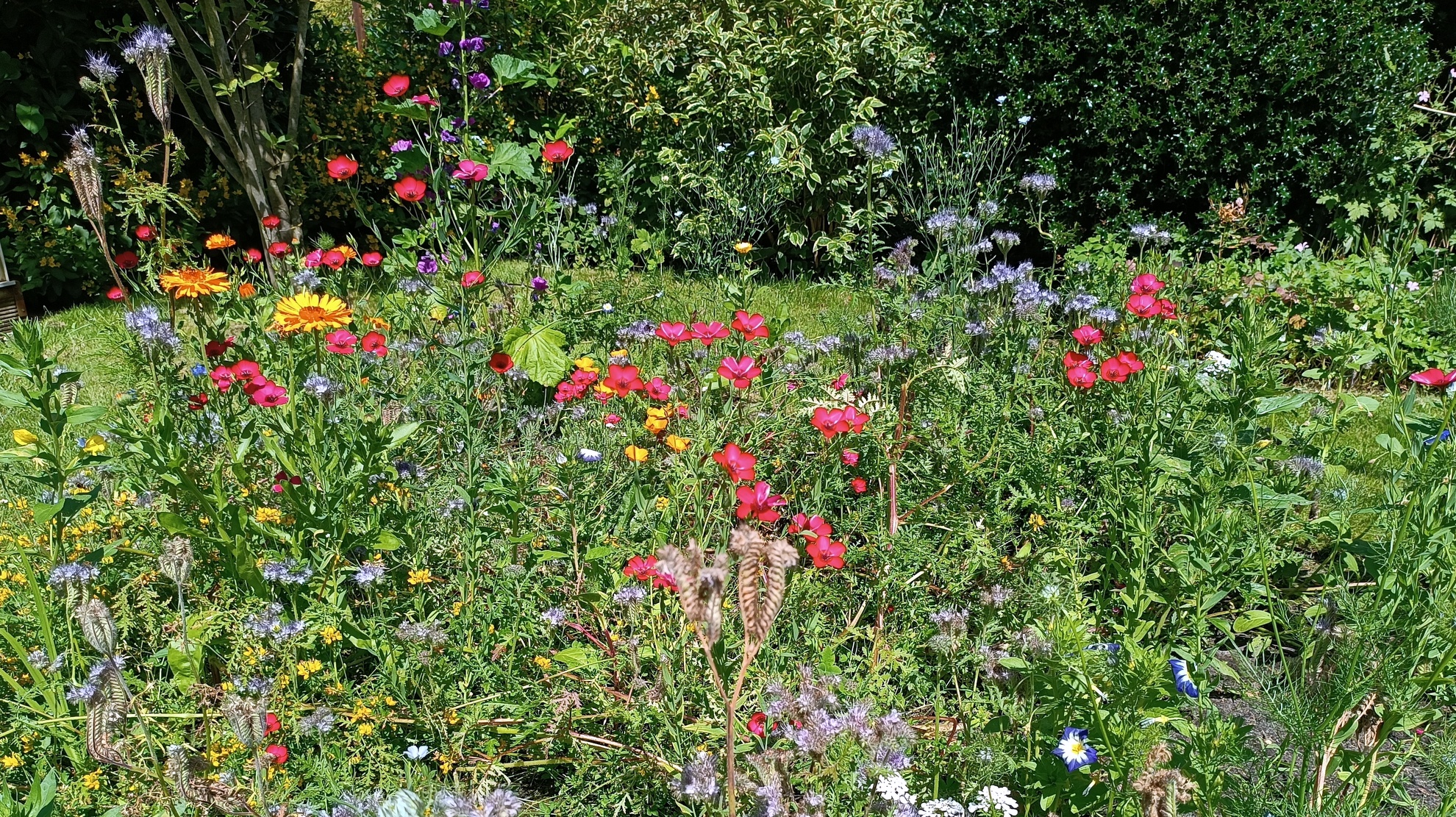 Ein Wildblumenbeet anlegen