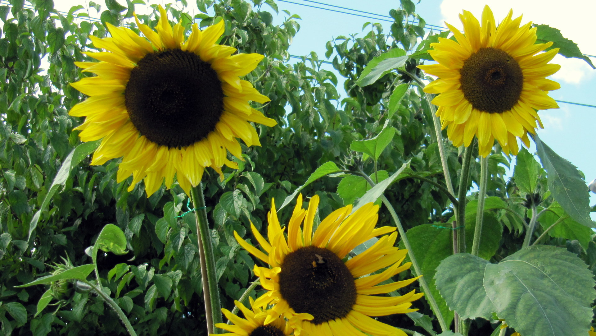 Sonnenblumen selbst säen und ziehen