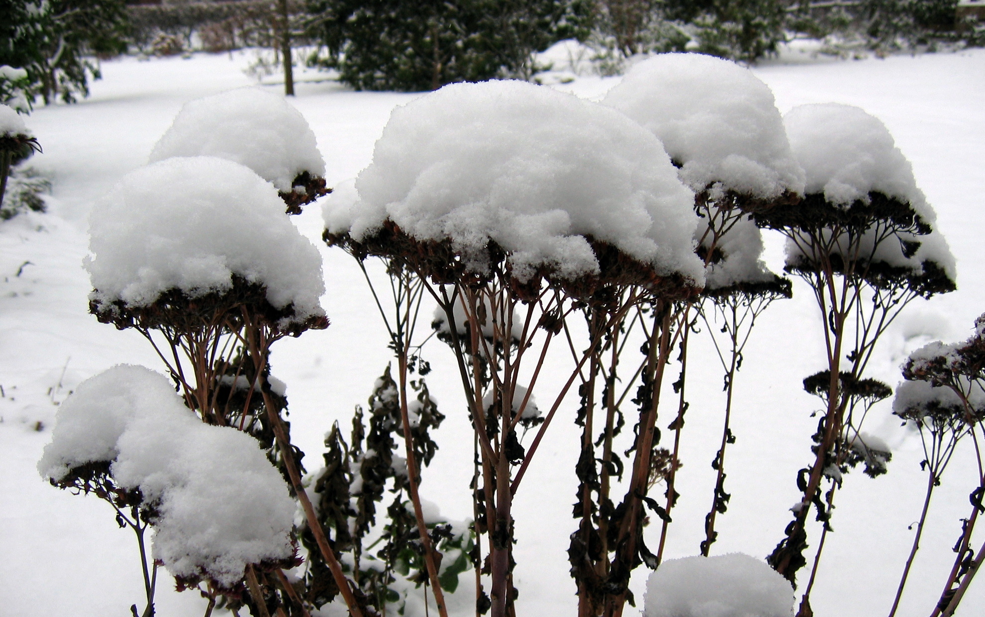 Garten Winterfest machen