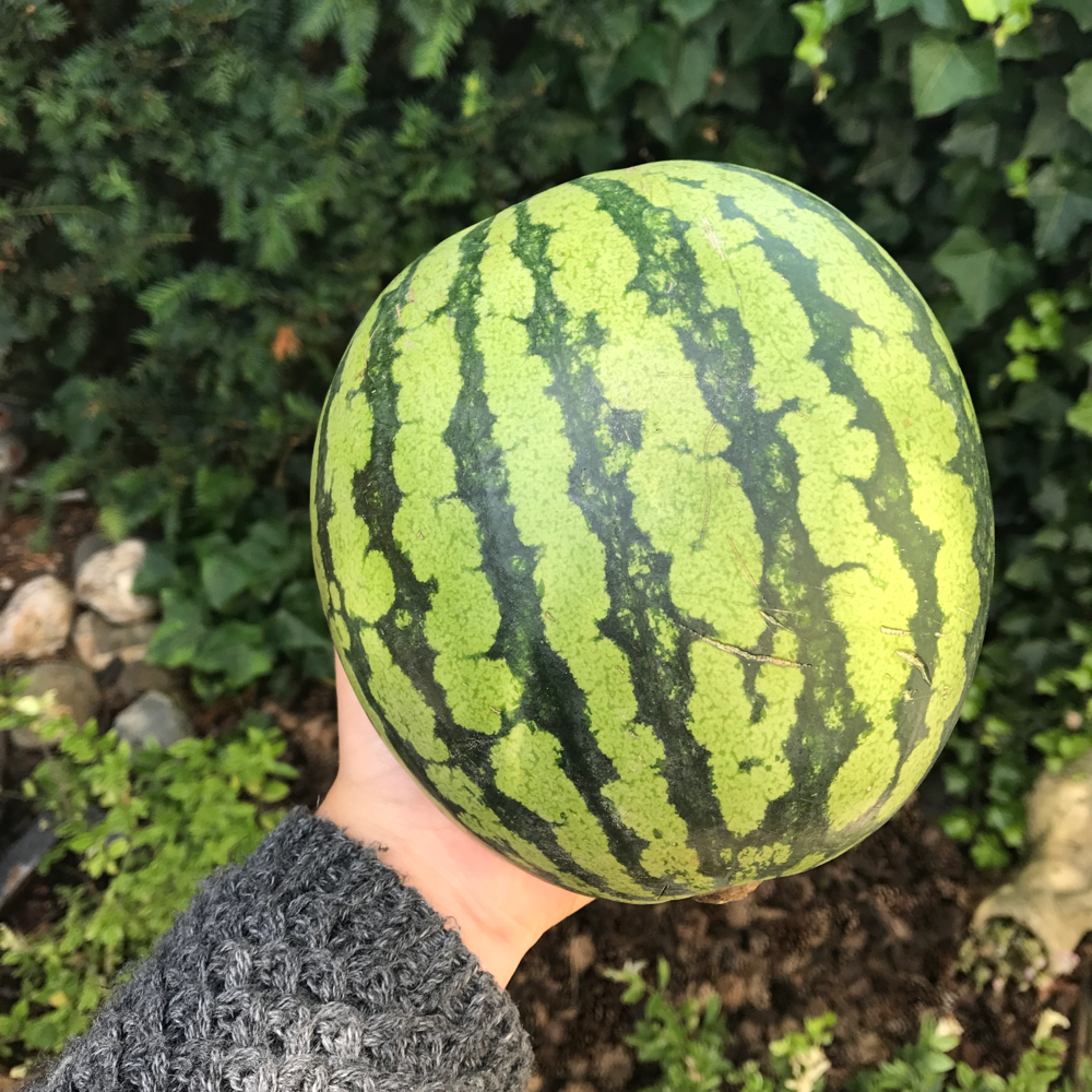 Favoriete zomerfruit!