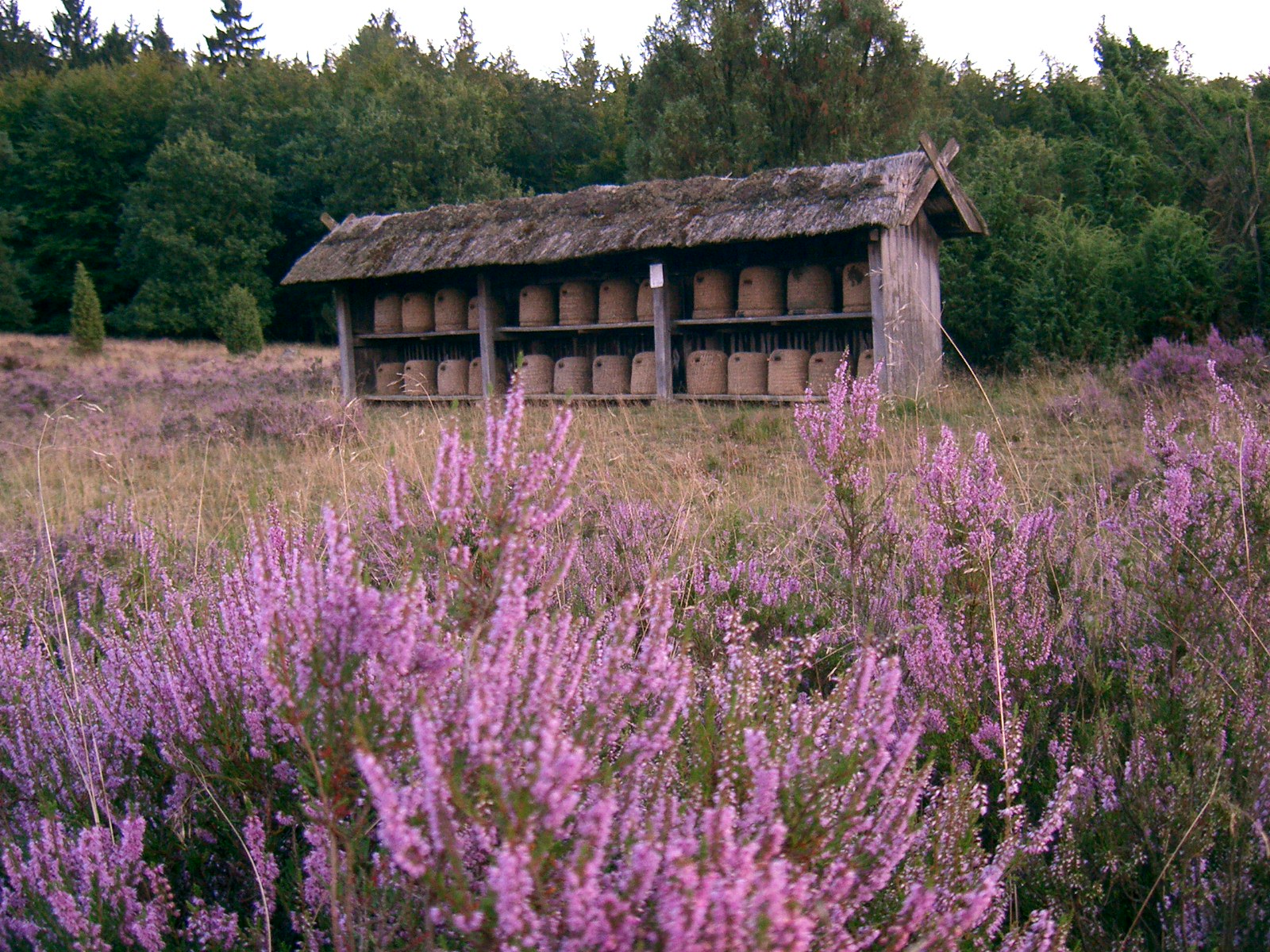DIE Lüneburger Heide das Generationenwerk der Heidehöfe naturschutz