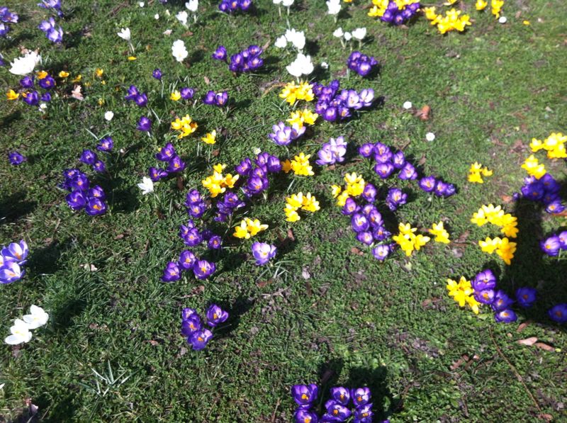 Frühlingsblumenwiese