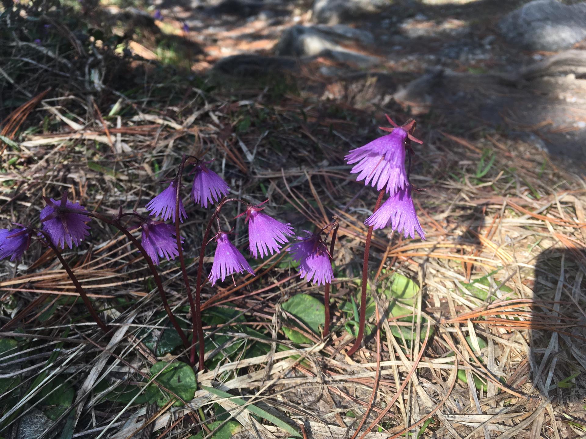 Alpenglöckchen (Soldanella) Spannegg