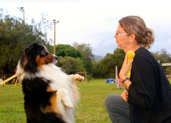 Education canine