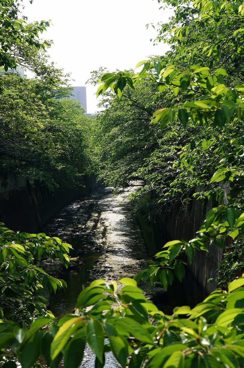 新緑がまばゆい神田川