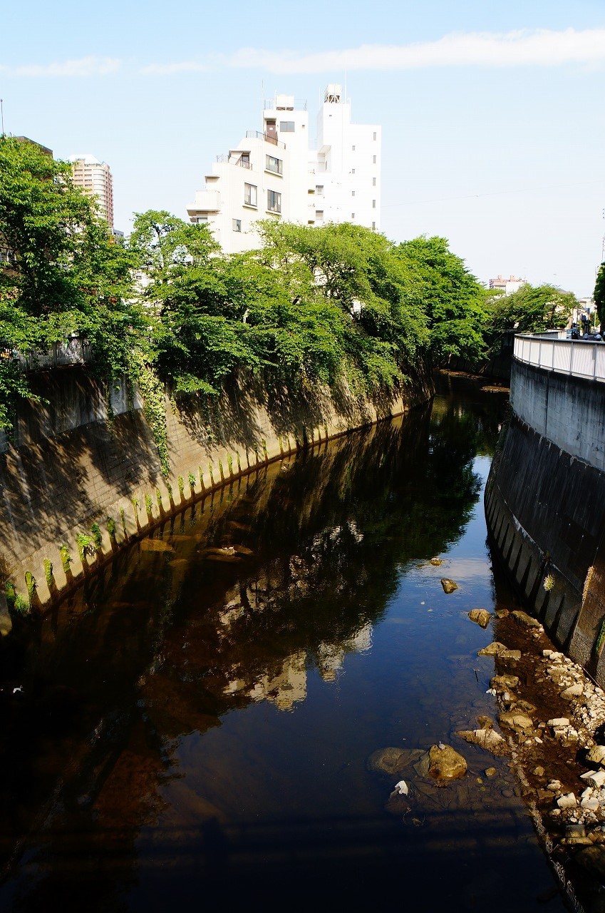 緑とビルが写り込んだ神田川（駒塚橋付近だよ）