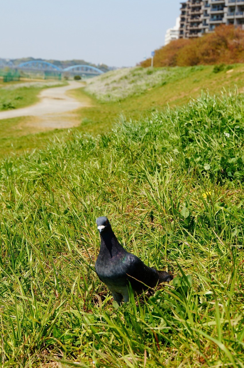 写真を撮っていたら鳩さんもやってきた( ・_・;)