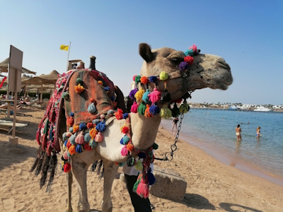 Urlaub: Ägypten Makadi Bucht - glutenfrei