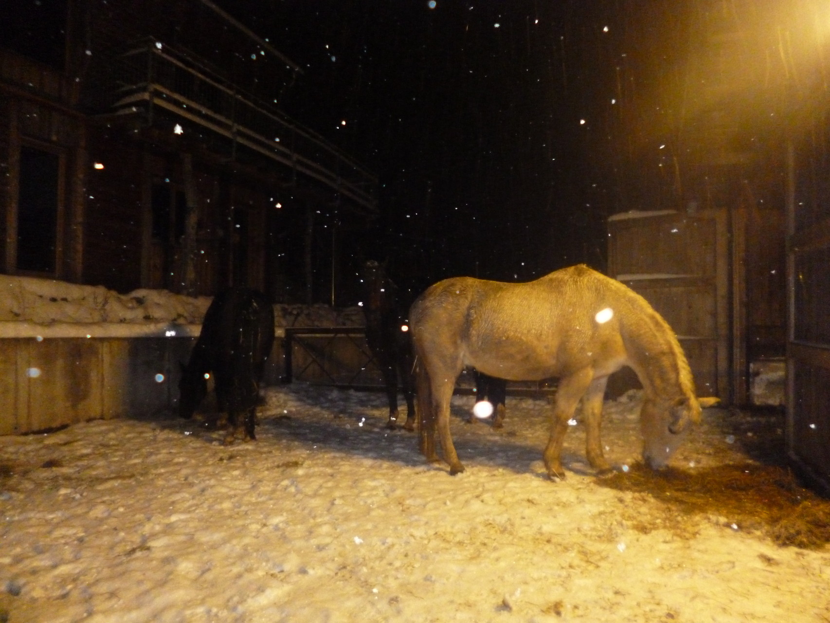 Bei unseren 4 Pferden schneit es auch