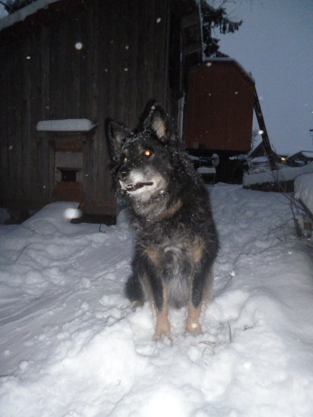 Wolf, unser Hundeopa
