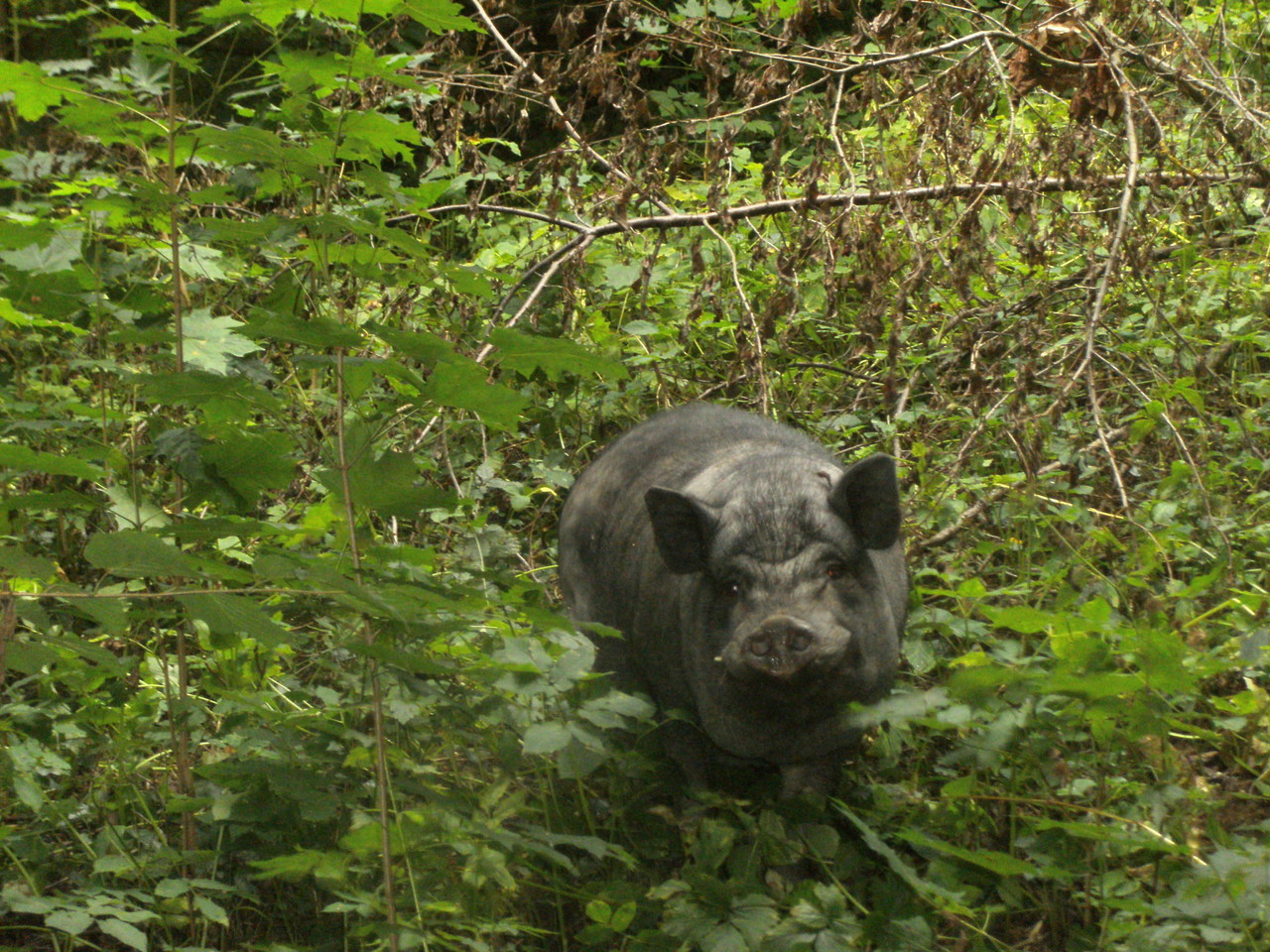 PUMBA, DAS BESTE SCHWEIN DER WELT- und dann kommt gleich danach die Kicky!