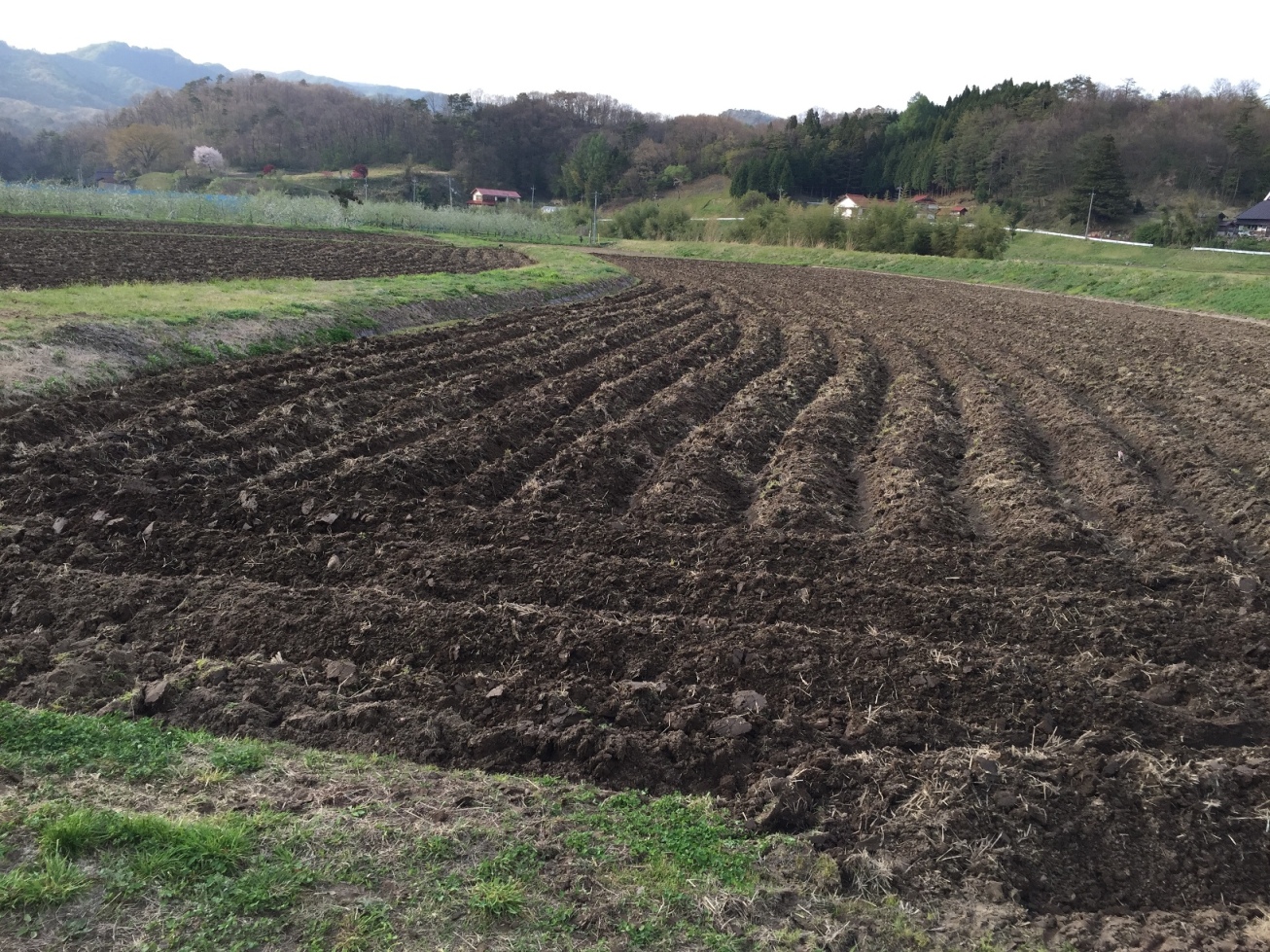 乾土効果！高畝にして表面積を増やし、5月上旬の乾いた風と日光でしっかり乾燥！