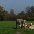 Vache de la Ferme Durr Biolacte en liberté