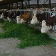 Photo de vache laitière de la Ferme Durr Biolacte