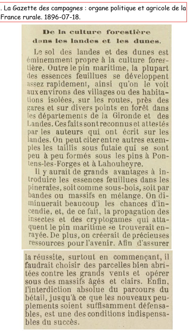 les chênes croissent avec le pin maritime