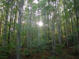  Il legno è uno dei materiali più green che si possono avere in una finestra. Le foreste e la biodiversità, elementi che danno origine al legno delle finestre, sono fondamentali per la sopravvivenza delle specie sulla terra. Tuttavia, sappiamo che il legn