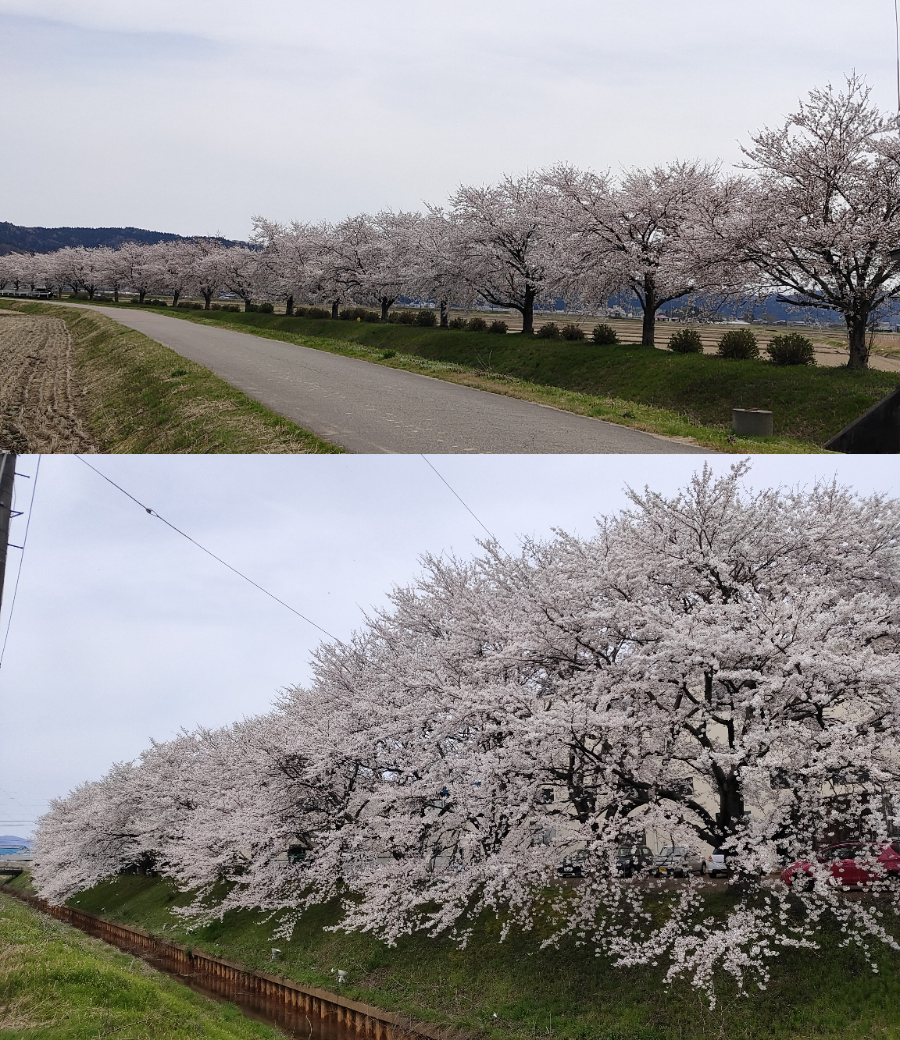 ４月11日桜の開花状況