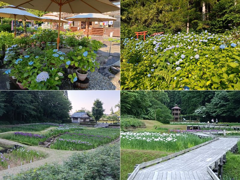 旧栄町、光照寺さんとしらさぎ森林公園の開花状況