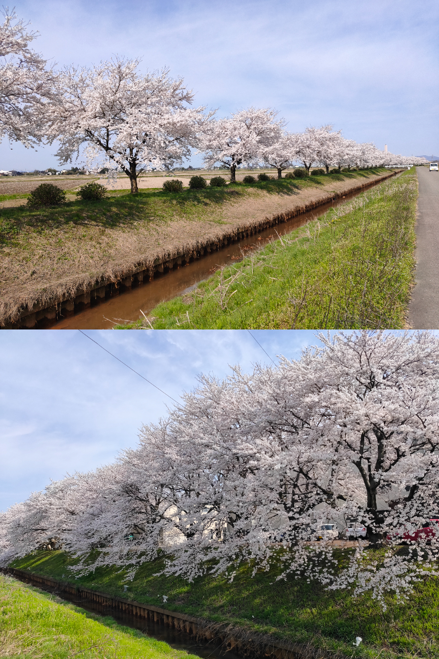 ４月12日桜の開花状況