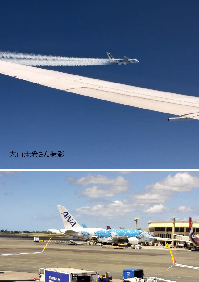 大山未希さんハワイからの帰国便、JAL機内からフライングホヌを撮影