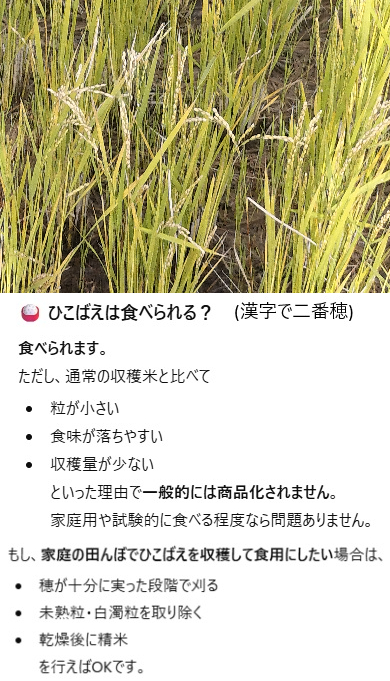 会社裏手の田んぼ、二番穂(ひこばえ)がたくさん生えています