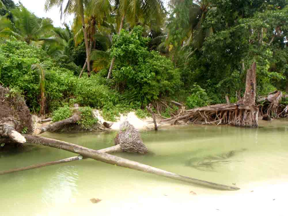 tropisches Bild: Palmen am Fluss