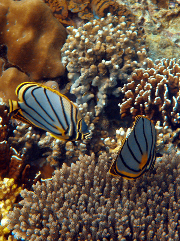 2 bunte Fische über einer Koralle