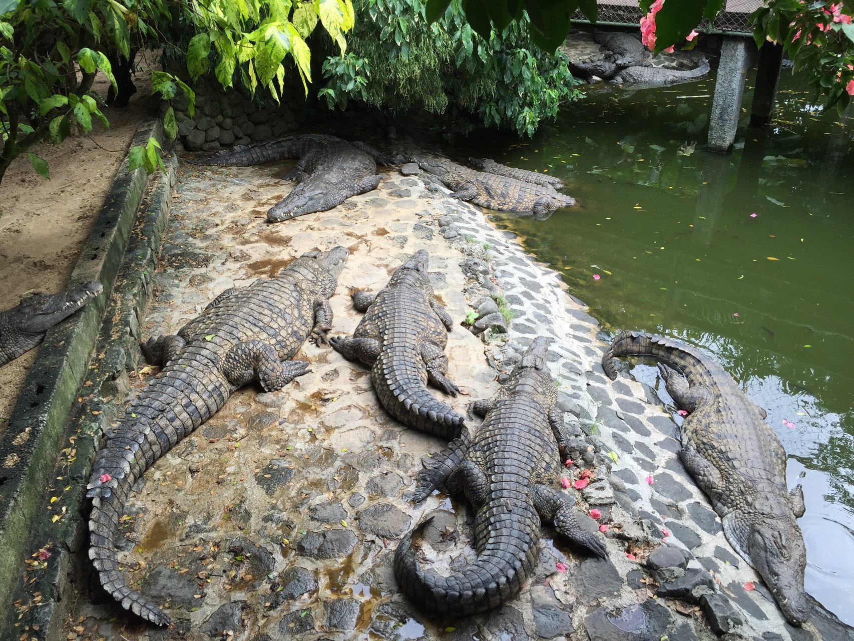 Crocodiles et Caïmans de la Vanille RESERVE à l'île Maurice
