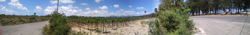 CHAMPS DE PAPAYE POINTE AUX PIMENTS ILE MAURICE