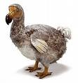 DODO Ile Maurice