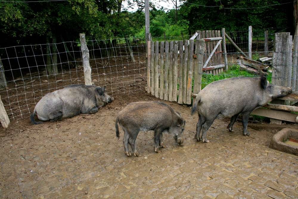 Wildpark Wiehl, Bild 2