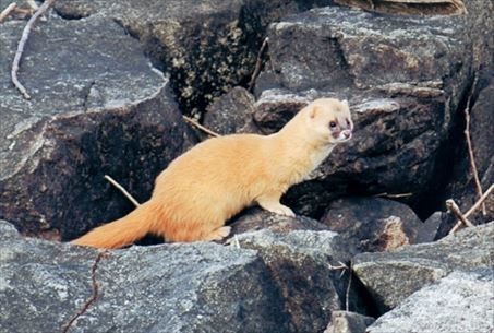 岡山でネズミなど害虫駆除業者なら イタチを追い出す方法 エスクラス