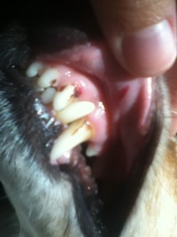  Erste Anzeichen einer Thrombozytopenie. Bonny hat getrocknetes Blut an den Zähnen und erste Blutungen im Maul. Petechiale Blutungen sind erkennbar