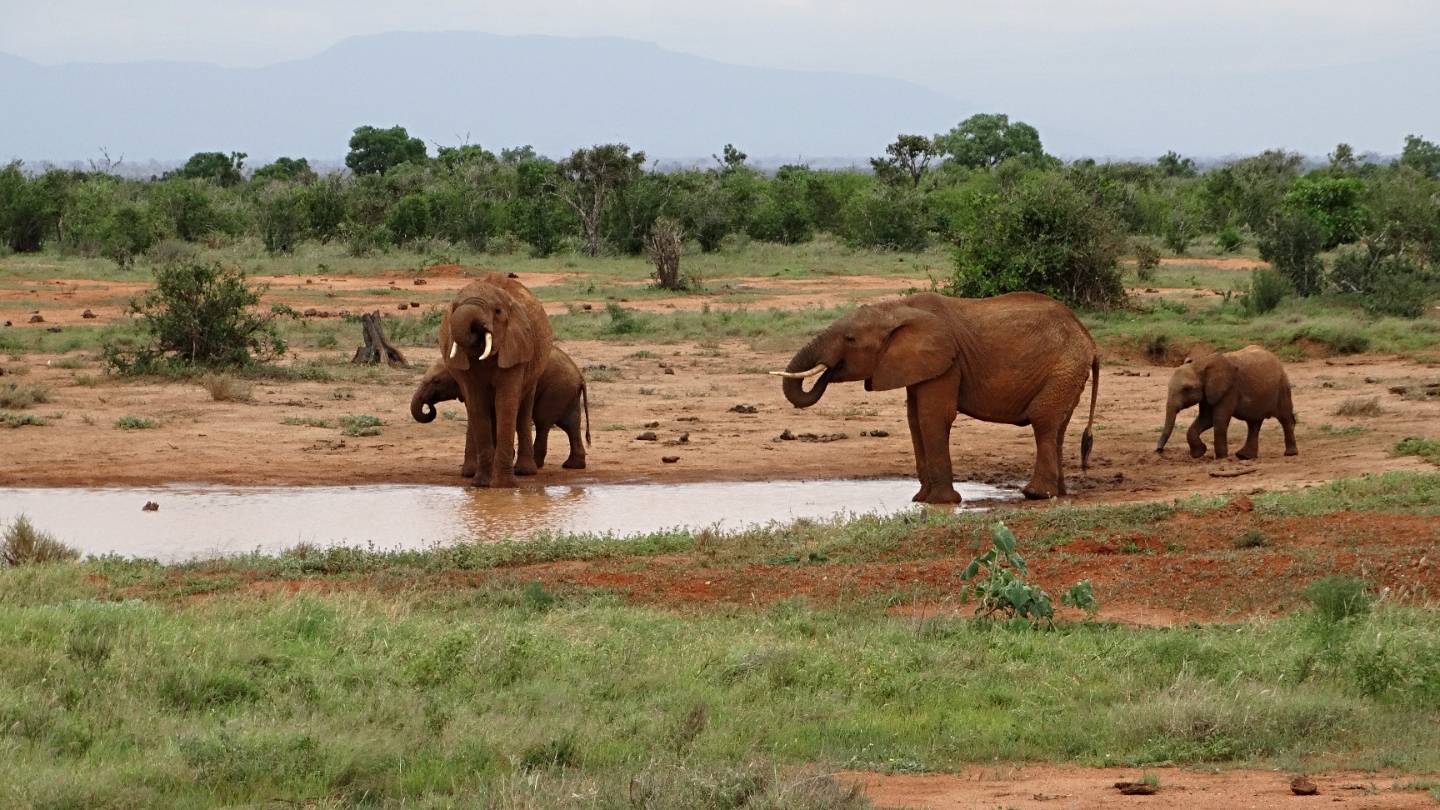 Tsavo - East - Nationalpark in Kenia