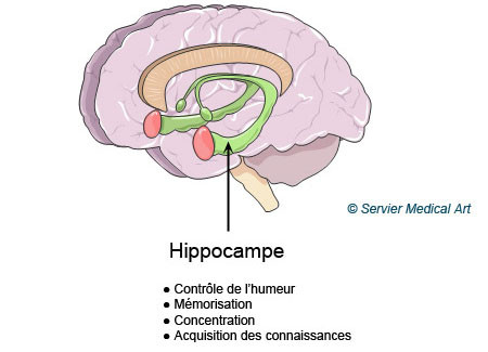 Schéma de l'Hippocampe