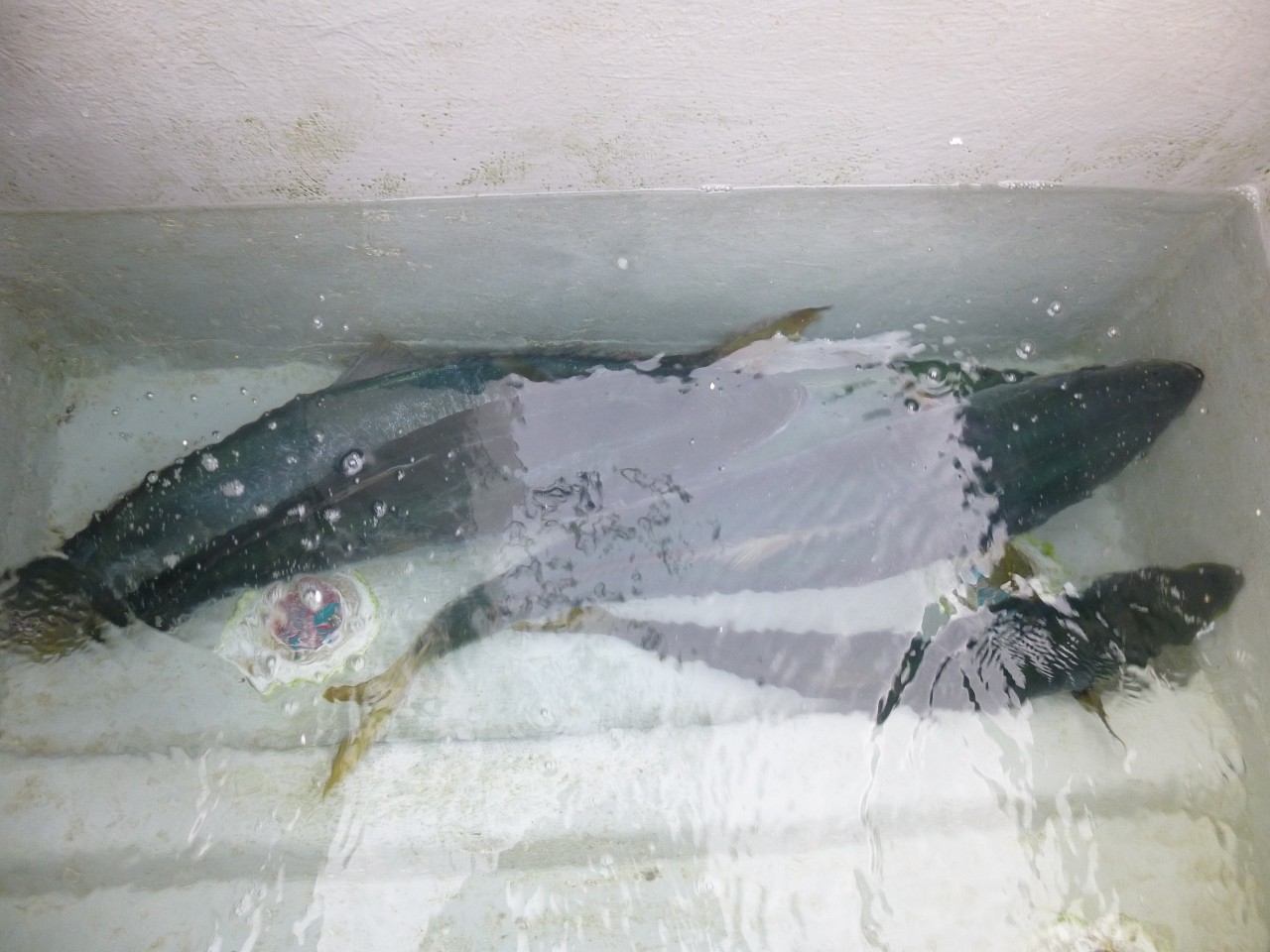 １２月１９日１０ｋｇブリ２本　８ｋｇ級２本ゲット活魚で漁連へ
