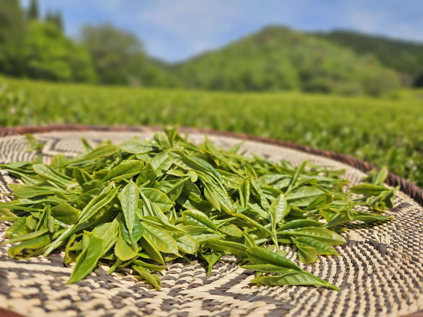 【神河町仙霊茶】現地活動支援１【満員御礼】