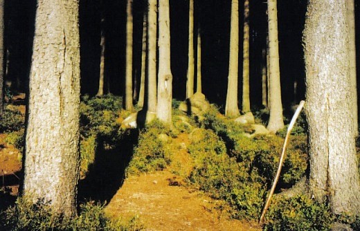 Geheimnisvoller Brockenwald - Heimat der Hexen und Dämonen. Foto HGW