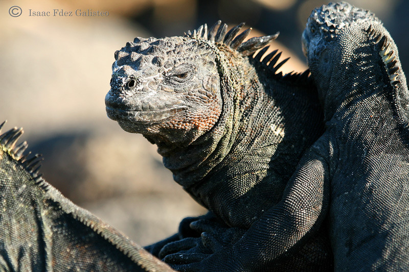 Iguanas Marinas Efectos De La Evolucion Fotografia De Naturaleza