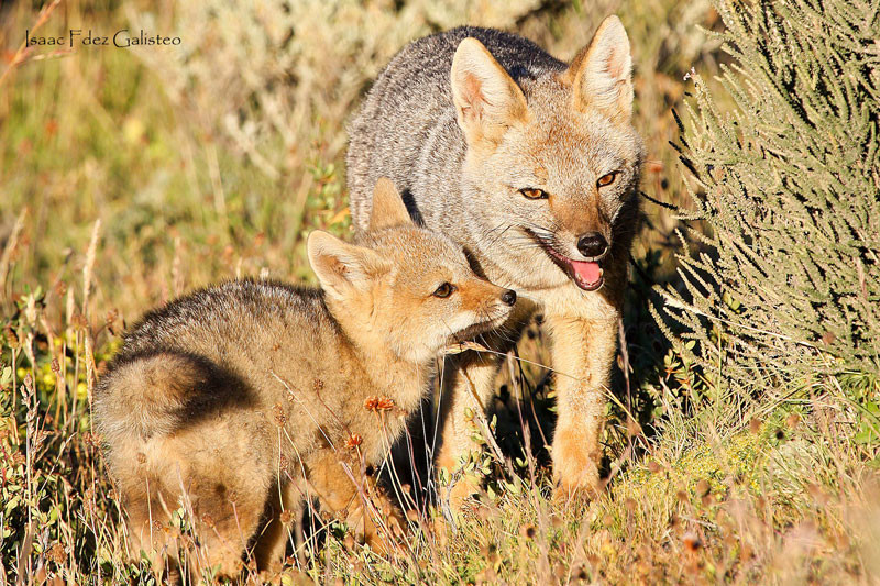 Zorros sudamericanos colorado y gris fotografía de naturaleza