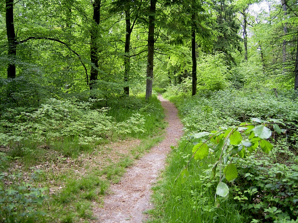 Ihlower wald