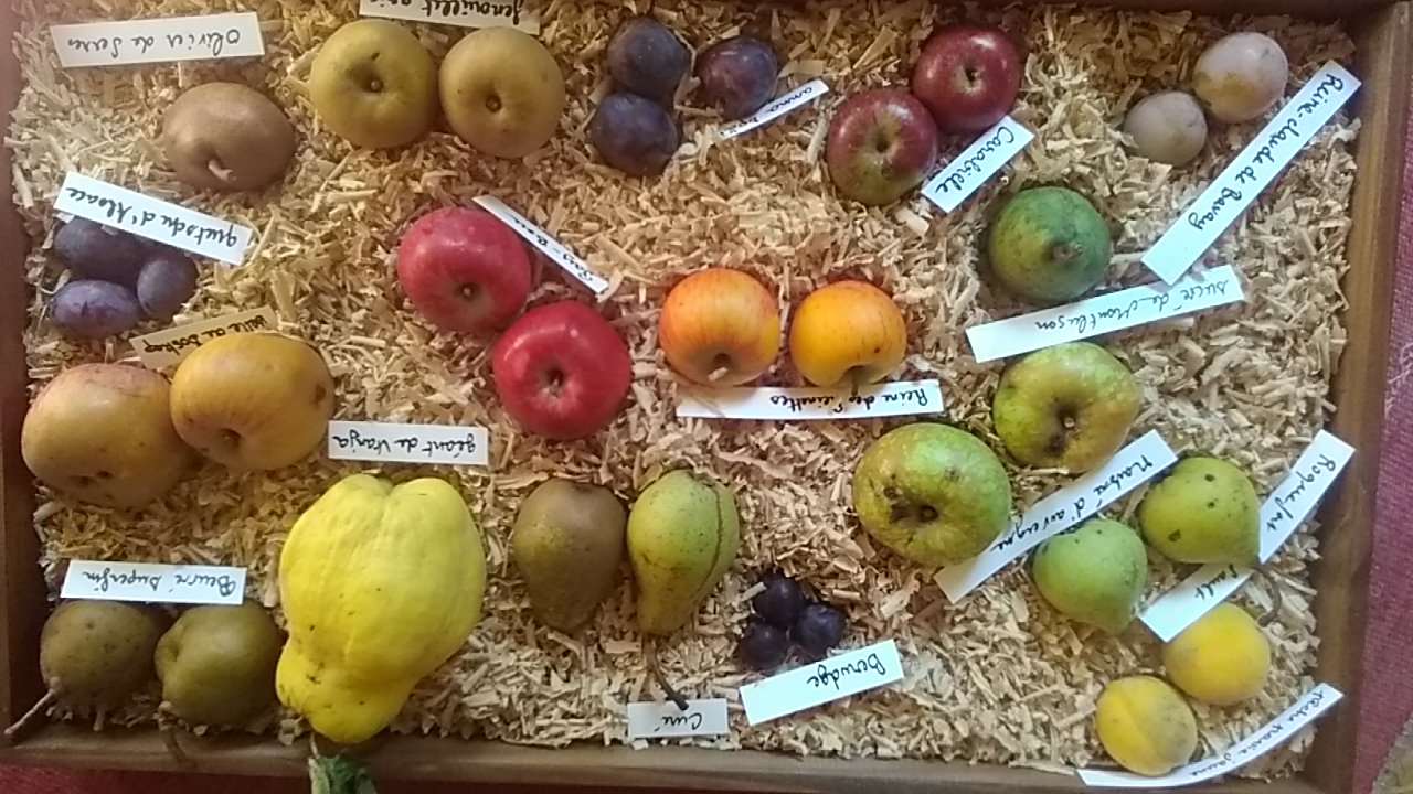 plateau de fruits d'automne colorés