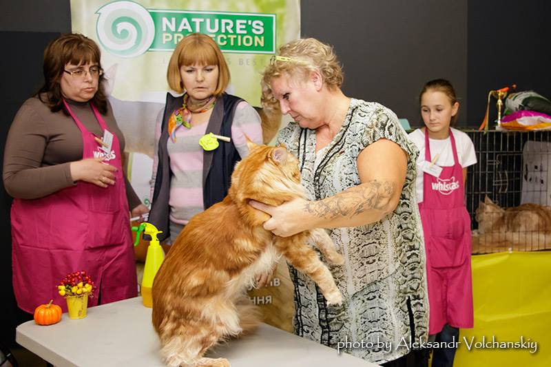 Жоффрей на Best in show