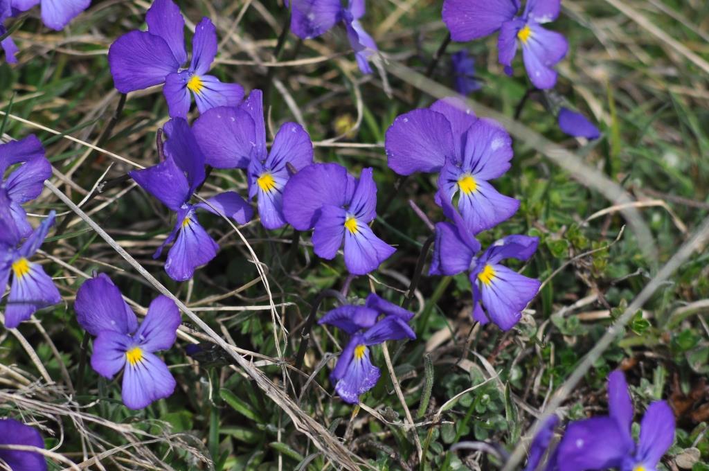 Pensées des alpes...fleurs aux propriétés médicinales pour la sphère respiratoire