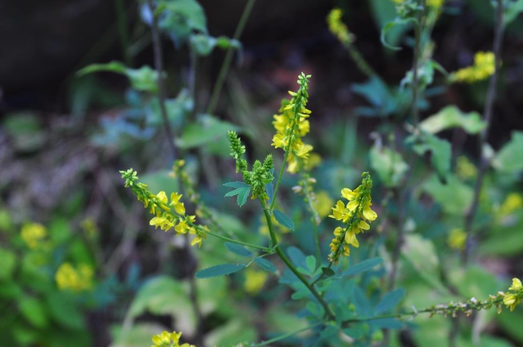 Mélilots jaune...je l'utilise beaucoup en cuisine pour son parfum de vanille (coumarine)