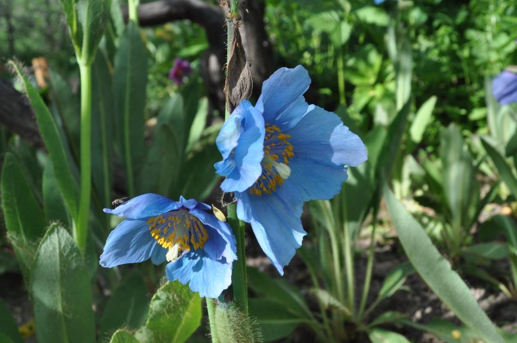 le pavot bleu Himalaya à rencontrer au jardin alpin du Lautaret