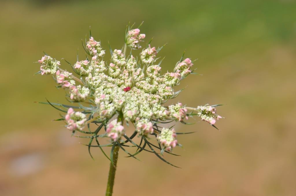 Daucus carotta. La carotte sauvage