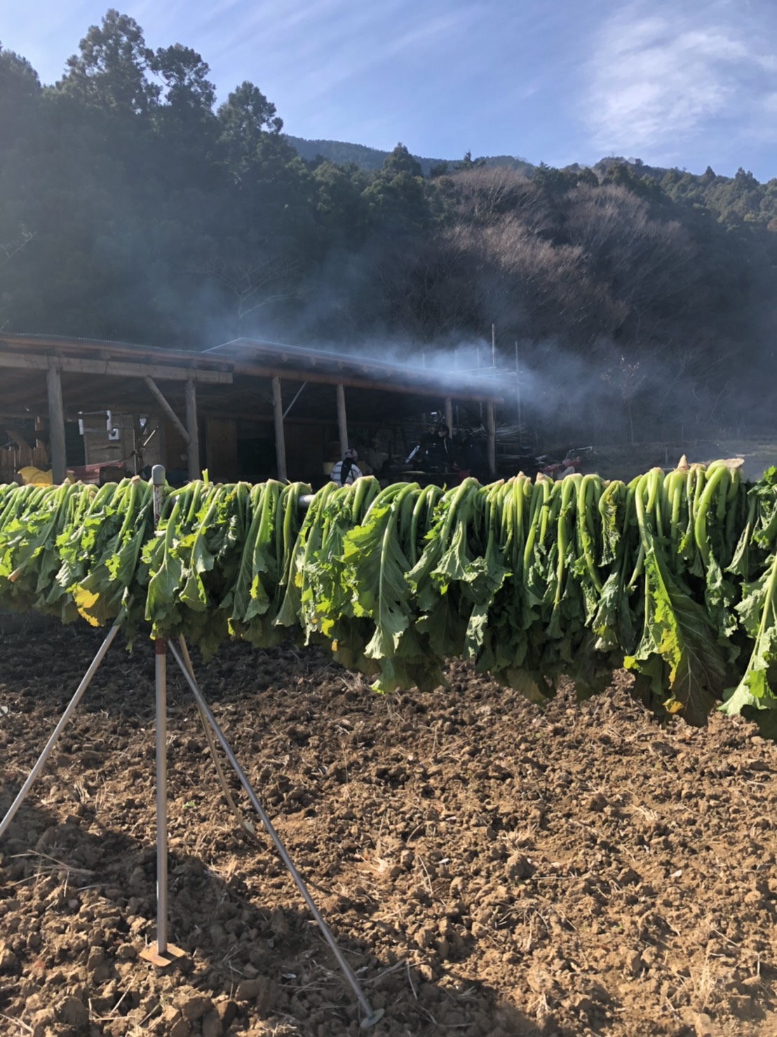 こぶ高菜がたくさん採れました