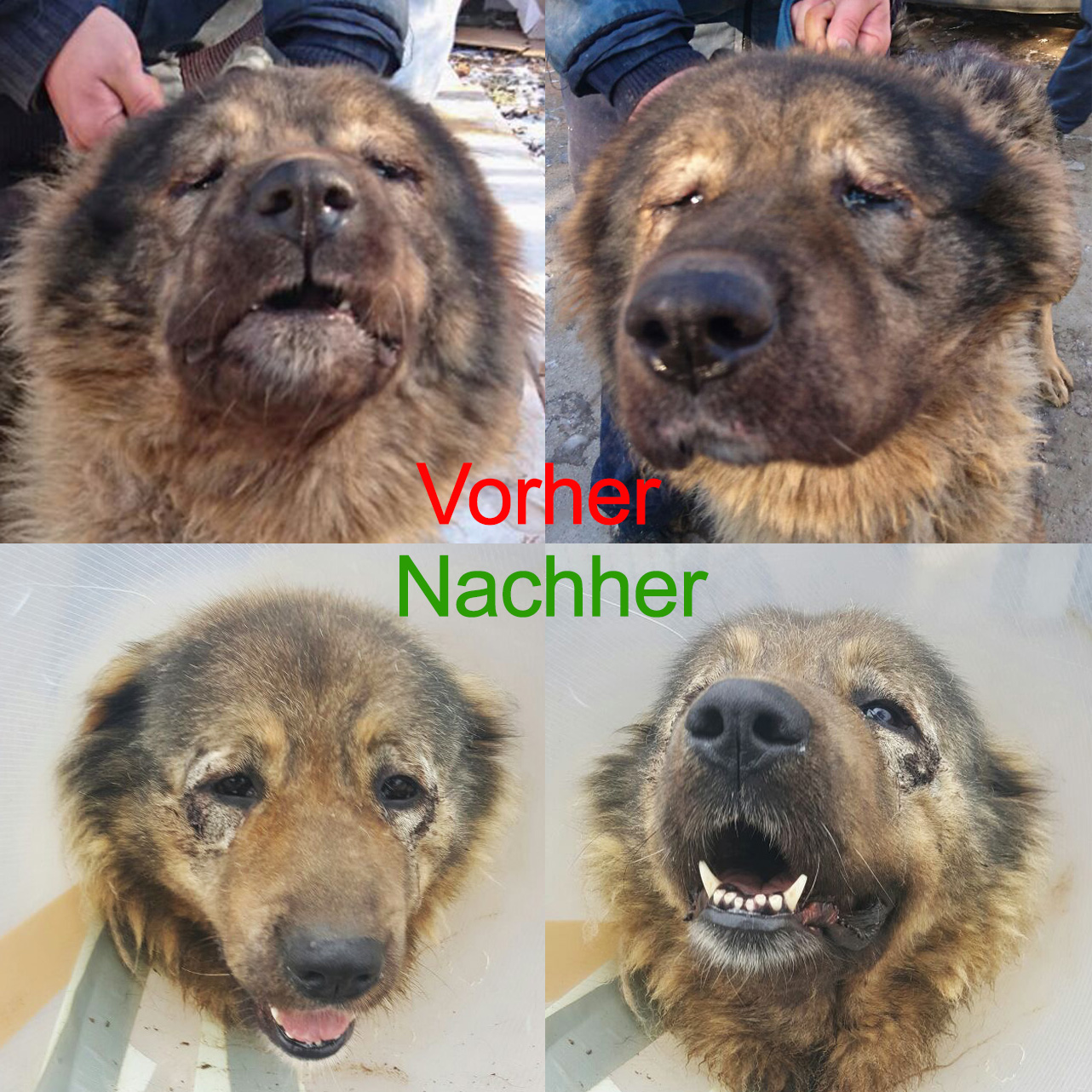 Rolllid Hund